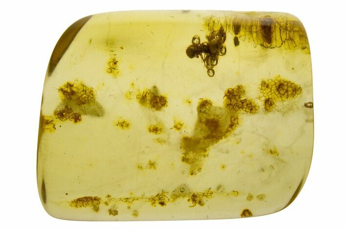 Polished Colombian Copal ( g) - Contains Termites! #331648